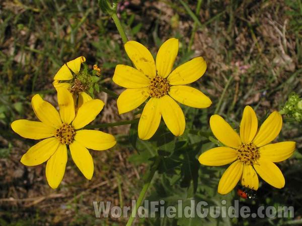 Flowers - Front View<br>(Location of Picture: Fort Worth Texas, USA)
