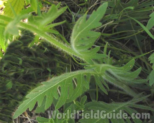 Hairy Leaf and Hairy Stem<br>(Location of Picture: Fort Worth Texas, USA)