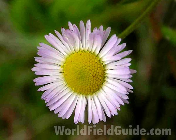 Flower - Front View<br>(Location of Picture: Arlington, Texas, USA)