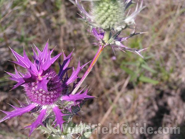 Flower Head<br>(Location of Picture: Lake Worth, Texas, USA)