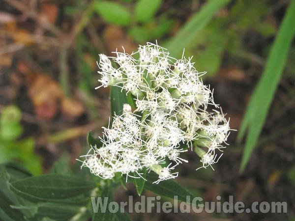 Top of Plant in  Bloom<br>(Location of Picture: Plano, Texas, USA)