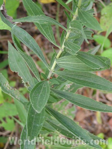 Leaves and Stem<br>(Location of Picture: Plano, Texas, USA)