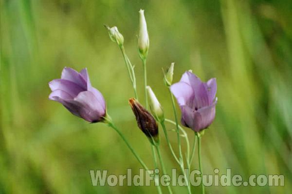 Flowers<br>(Location of Picture: Fort Worth, Texas, USA)