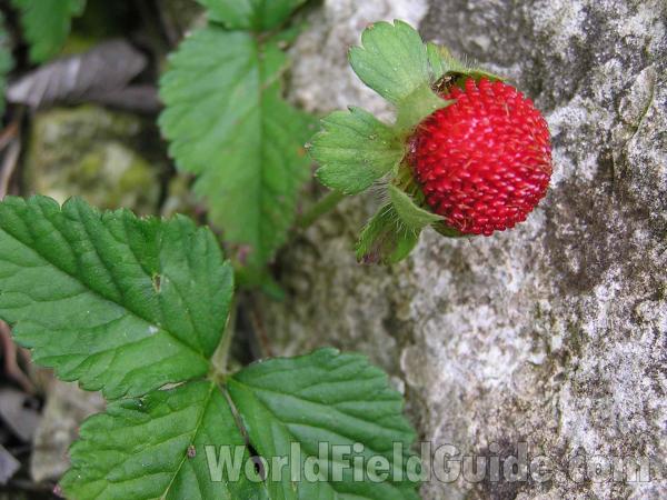 Fruit and Leaves<br>(Location of Picture: Grand Prairie, Texas, USA)