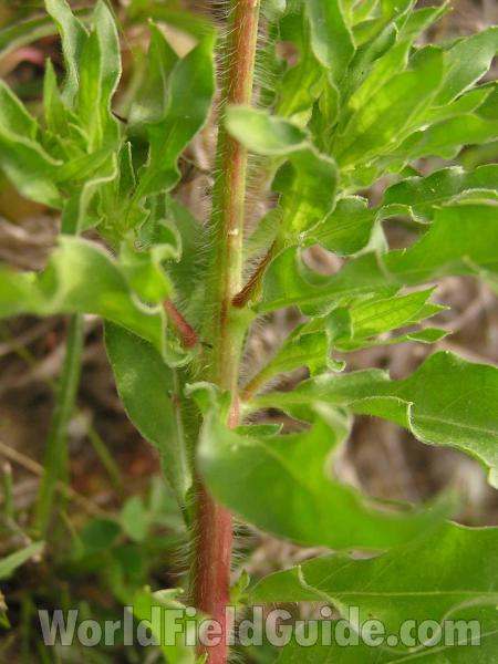 Stem and Leaves<br>(Location of Picture: Fort Worth, Texas, USA)