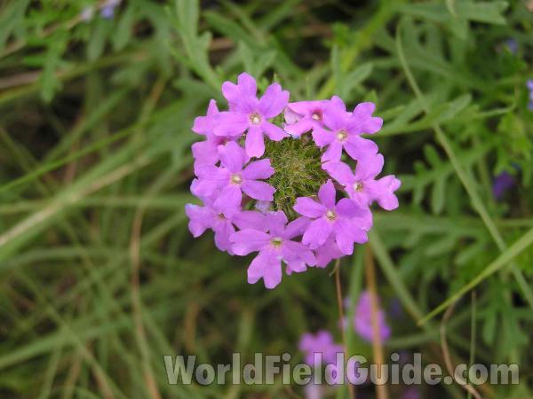 Flower Head<br>(Location of Picture: Grand Prairie, Texas, USA)