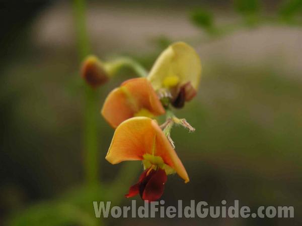 Flower<br>(Location of Picture: Fort Worth, Texas, USA)