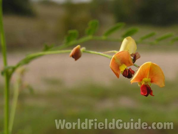 Flower - Side View<br>(Location of Picture: Fort Worth, Texas, USA)