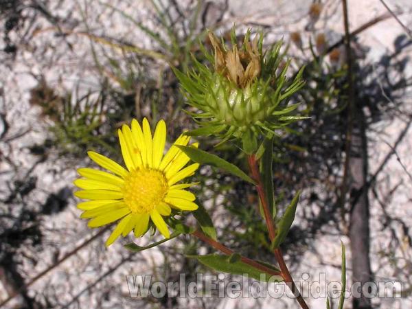 Top Of Plant<br>(Location of Picture: Plano, Texas, USA)