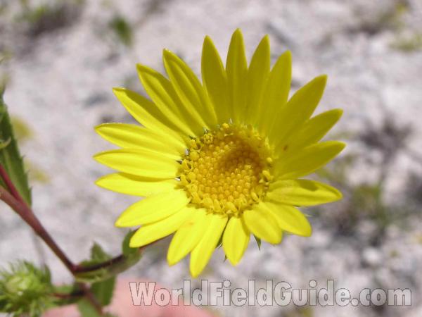 Flower - Close View<br>(Location of Picture: Plano, Texas, USA)