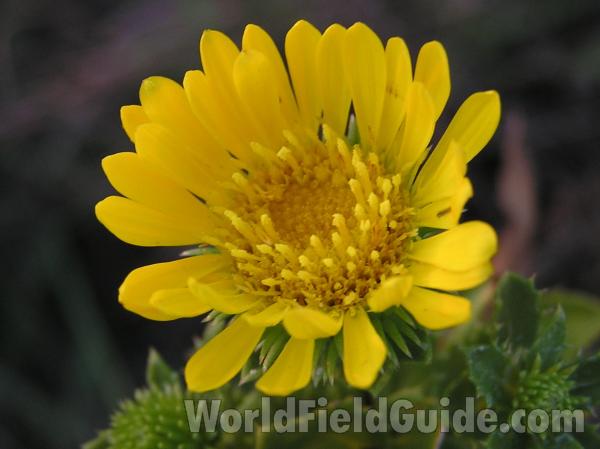 Flower<br>(Location of Picture: Dallas, Texas, USA)