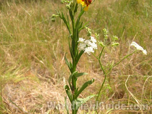 Leaves<br>(Location of Picture: Fort Worth, Texas, USA, 2007)