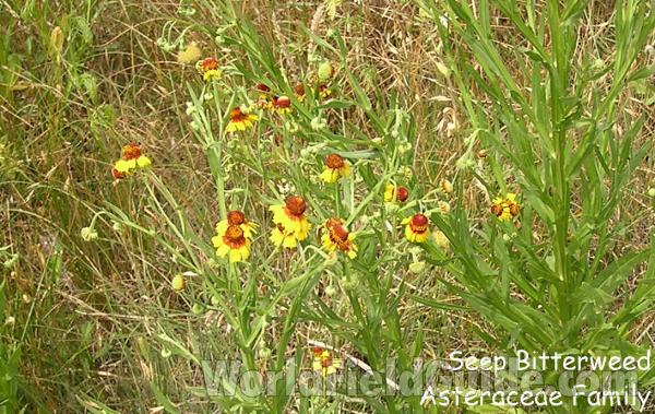 Habitat<br>(Location of Picture: Fort Worth, Texas, USA, 2007)