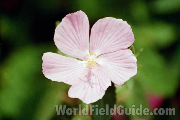 Pink Flower<br>(Location of Picture: Garden, Fort Worth, Texas, USA)