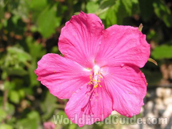 Red Flower<br>(Location of Picture: Garden, Fort Worth, Texas, USA)