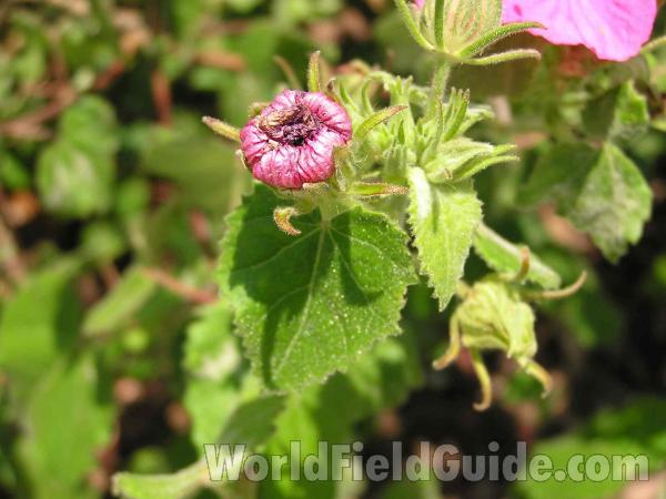 Top Of Plant<br>(Location of Picture: Garden, Fort Worth, Texas, USA)