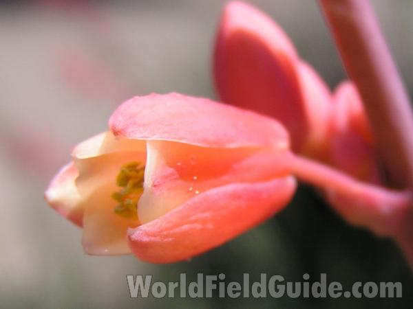 Flower<br>(Location of Picture: Garden, Fort Worth, Texas, USA)