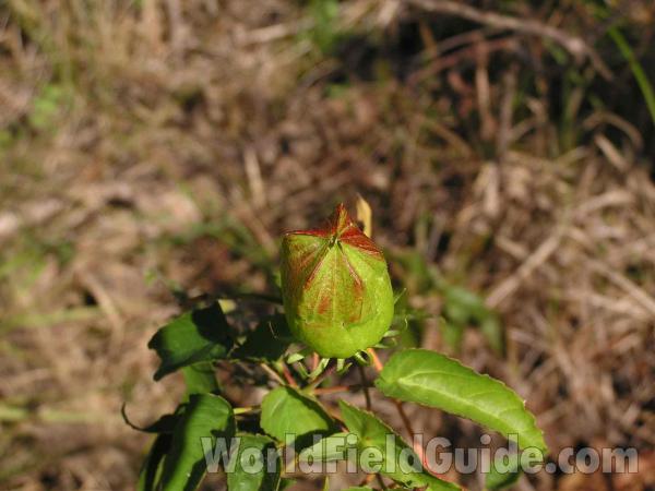 Young Seed Pod<br>(Location of Picture: Lake Worth, Texas, USA)