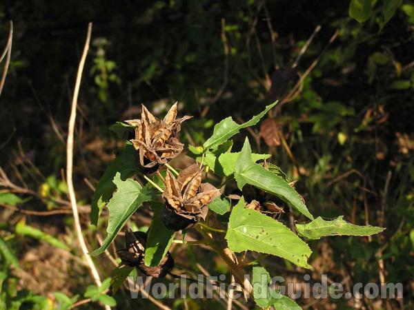 Pod and Leaves<br>(Location of Picture: Lake Worth, Texas, USA)
