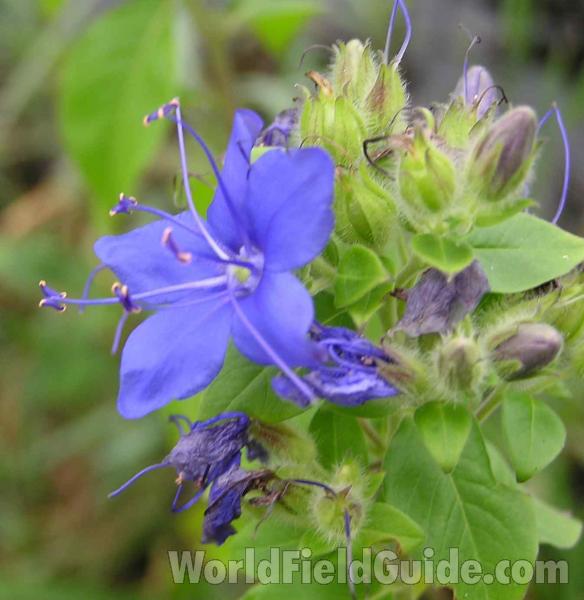 Top Of Plant<br>(Location of Picture: Lake Fork, Texas, USA)