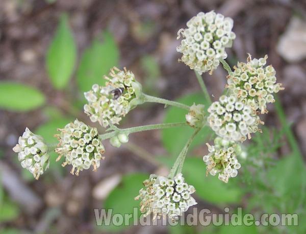 Stem and Leaf<br>(Location of Picture: Fort Worth, Texas, USA)