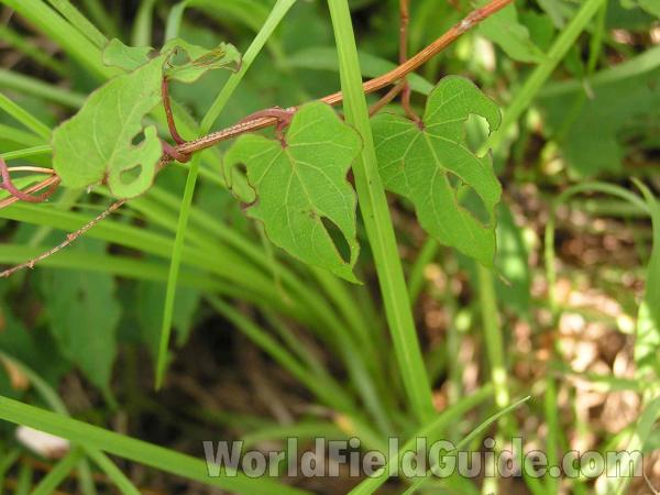 Leaves and Stem<br>(Location of Picture: Tyler, Texas, USA)