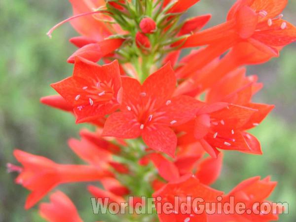 Flowers - Close View<br>(Location of Picture: Lake Benbrook, Texas, USA)
