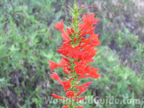 Top Of Plant<br>(Location of Picture: Lake Benbrook, Texas, USA)