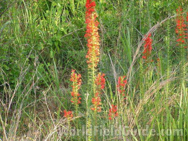 Habitat<br>(Location of Picture: Lake Benbrook, Texas, USA)