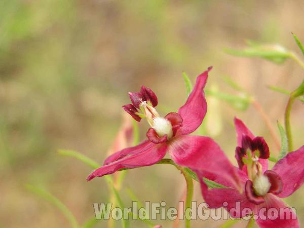 Flower - Side View<br>(Location of Picture: Dallas, Texas, USA)