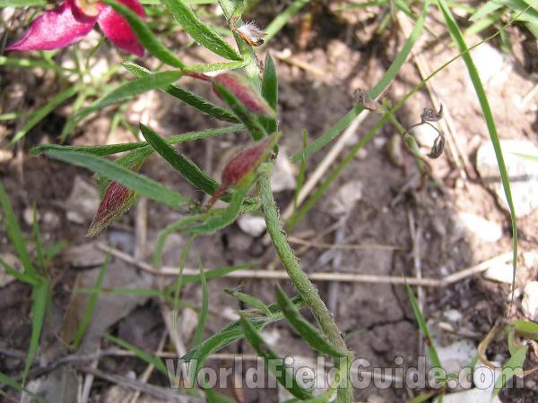 Leaves and Stem<br>(Location of Picture: Dallas, Texas, USA)