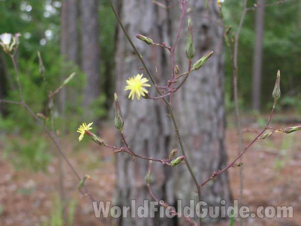 Top Of Plant<br>(Location of Picture: Tyler, Texas, USA)