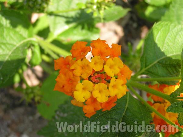 Flower Head<br>(Location of Picture: Fort Worth, Texas, USA)