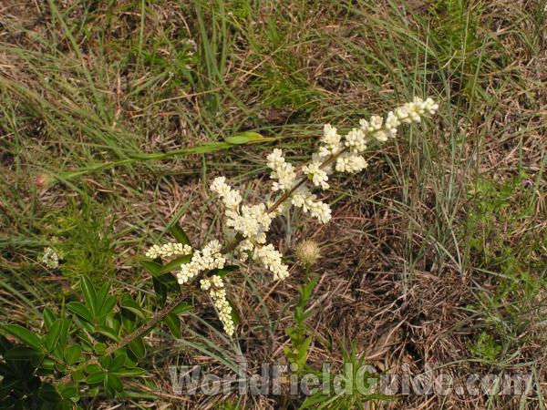 Top Of Plant<br>(Location of Picture: Fort Worth Texas, USA)