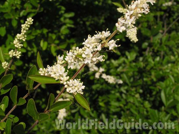 Flower Panicle and Leaves<br>(Location of Picture: Fort Worth Texas, USA)