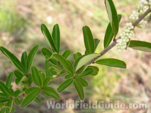 Leaves<br>(Location of Picture: Fort Worth Texas, USA)