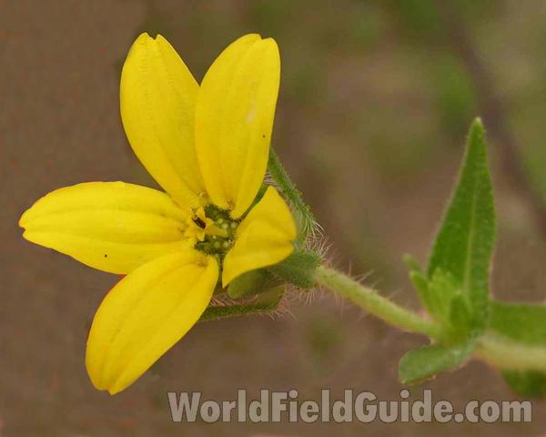 Flower<br>(Location of Picture: Plano, Texas, USA)