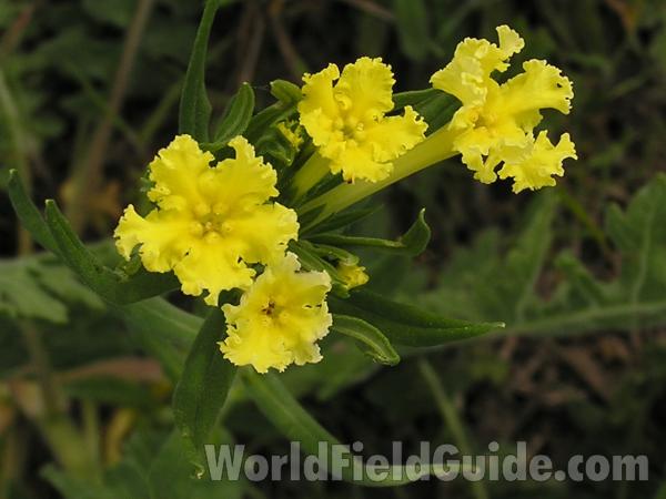 Flowers - Alternate View<br>(Location of Picture: Fort Worth, Texas, USA)
