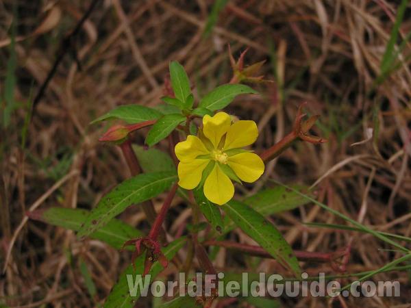 Top Of Plant<br>(Location of Picture: Lake Worth, Texas, USA)