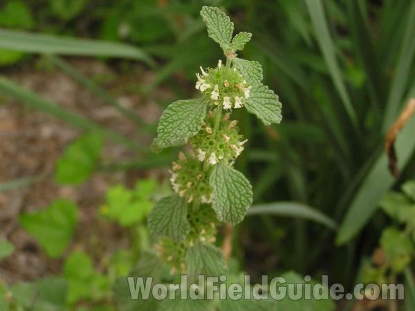 Top Of Plant<br>(Location of Picture: Dallas, Texas, USA)