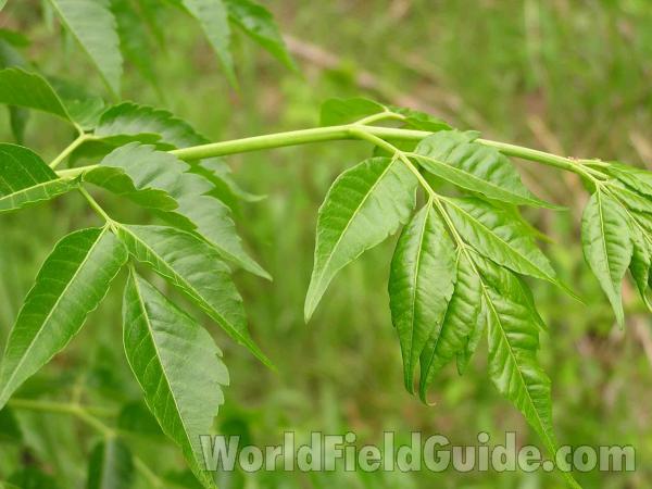 Leaf<br>(Location of Picture: Plano, Texas, USA)