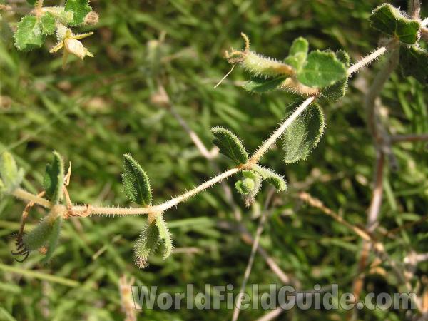 Leaf<br>(Location of Picture: Texas, USA)