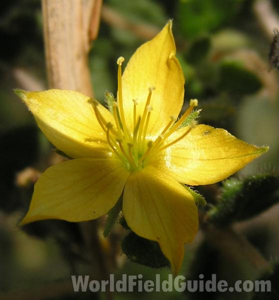 Flower - Front View<br>(Location of Picture: Texas, USA)
