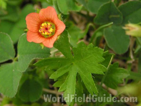 Flower and Leaf<br>(Location of Picture: Plano, Texas, USA)