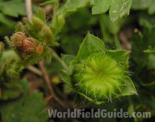 Fruit<br>(Location of Picture: Plano, Texas, USA)