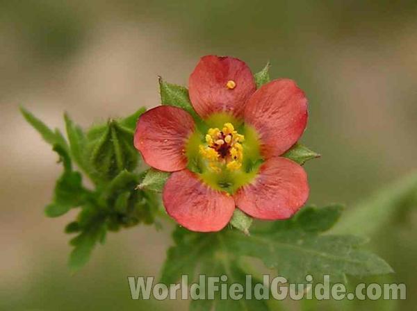 Flower - Close View<br>(Location of Picture: Plano, Texas, USA)