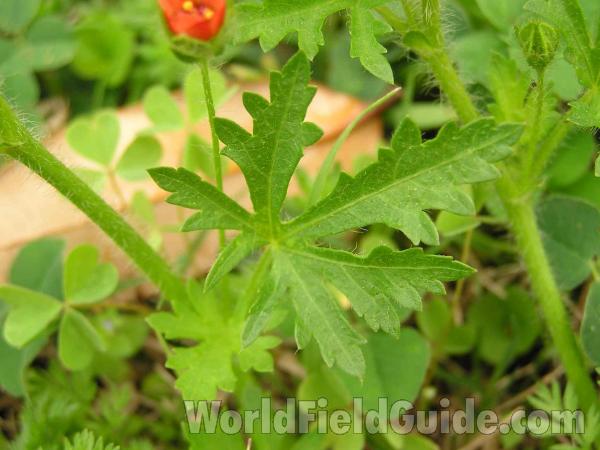 Leaf<br>(Location of Picture: Plano, Texas, USA)