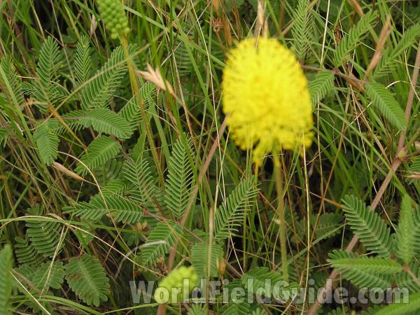 Habitat and Leaves<br>(Location of Picture: Fort Worth, Texas, USA)
