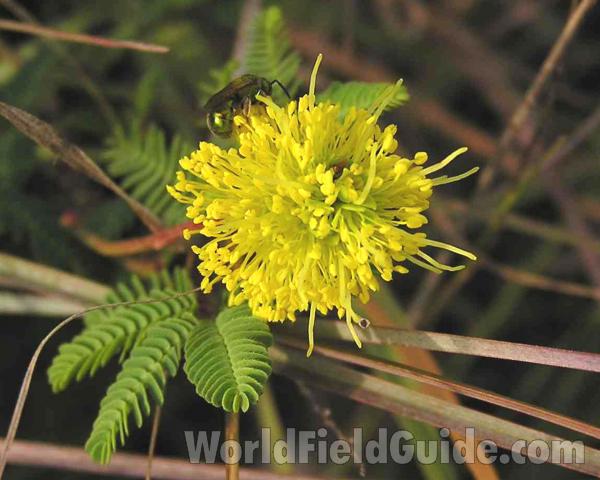 Top Of Plant in  Bloom<br>(Location of Picture: Fort Worth, Texas, USA)