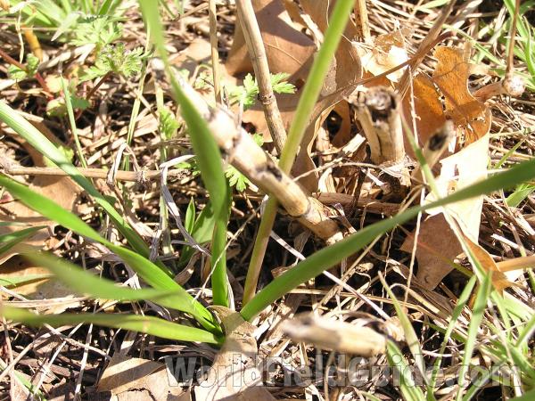 Leaves<br>(Location of Picture: Fort Worth, Texas, USA)